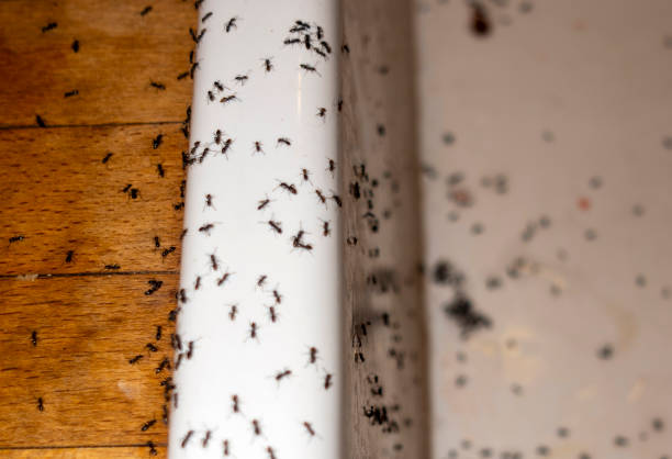 Wildlife Control Services in Enon, VA